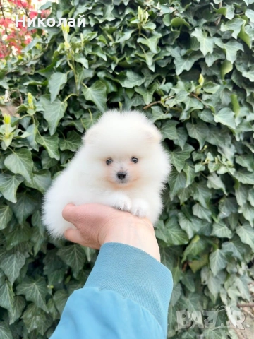 Померан мини момиче. Померанче