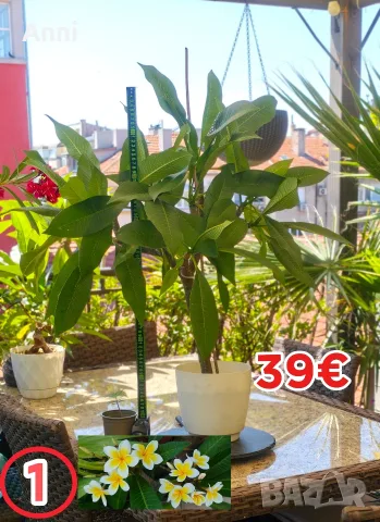 🌸 Плумерия (Frangipani) – Изберете си растение 🌸