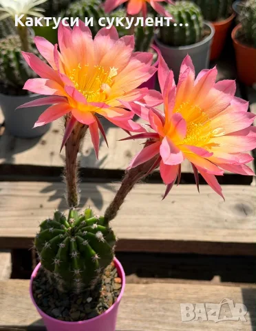 Цъфтящи Кактуси Echinopsis Hybrid омбре преливащи се цветове , снимка 4 - Градински цветя и растения - 55683810