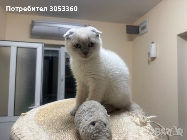 Шотландски късокосмести котки