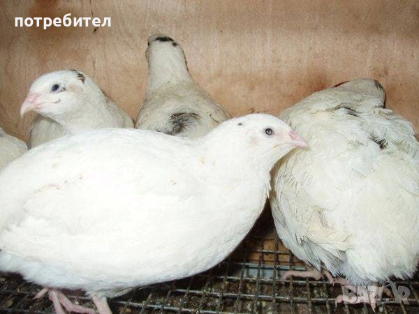 броилерни пъдпъдъци