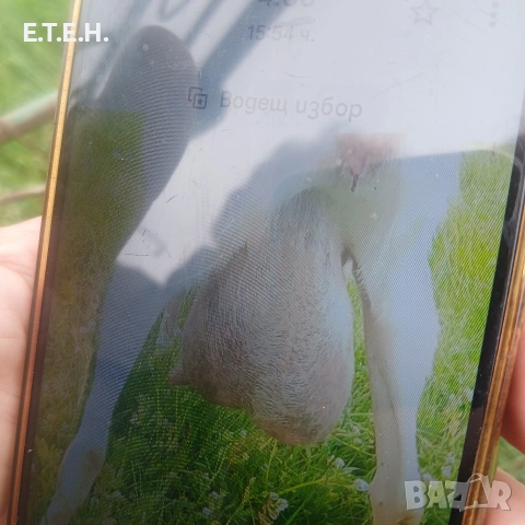 Коза на второ яре