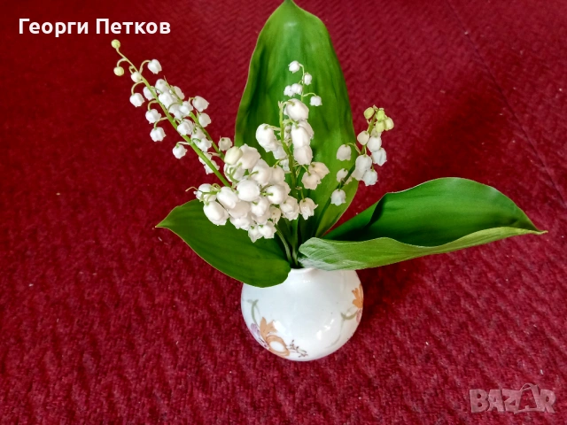 Момина сълза - 5 €./10 коренчета.