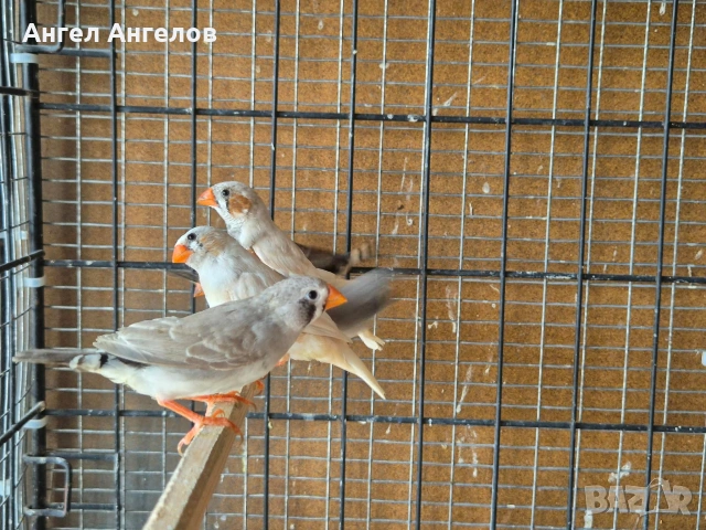 зеброви амадини , снимка 5 - Амадини - 54669941