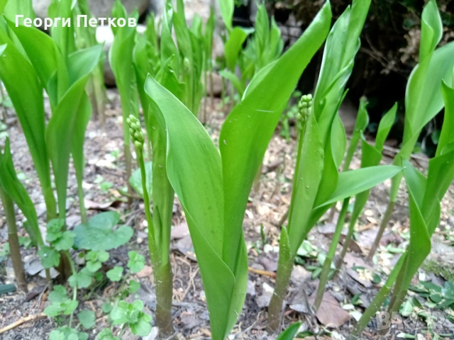 Момина сълза - 5 €./10 коренчета., снимка 3 - Градински цветя и растения - 54149673