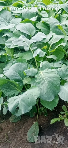 продавам расад зеле кьосе към 400 бр.налични цена за бр.0.08 ев, снимка 2 - Разсади - 55252970