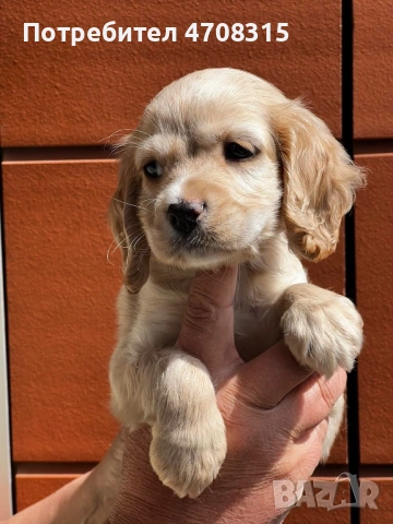 Кокер шпаньол английски момче