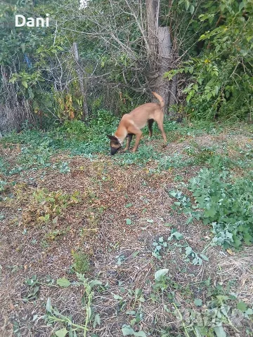 Malinova Belgiska Ovcarka, снимка 8 - Белгийска овчарка - 55553745
