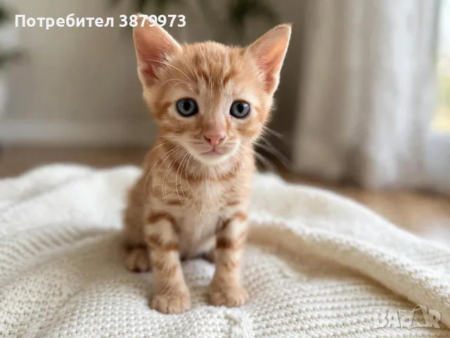 Подаряват се котенца