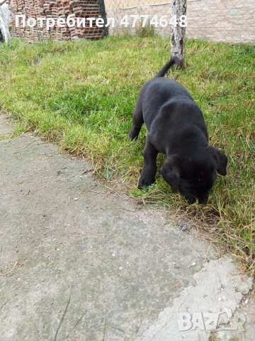 Кане корсо, снимка 4 - Кане корсо - 53966614