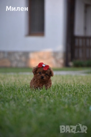 Той пудел Toy poodle, снимка 2 - Пудели - 55006000