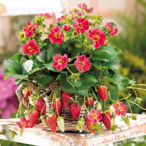 Strawberry ‘Toscana’ / Ягода „Тоскана“, снимка 3 - Градински цветя и растения - 54651142