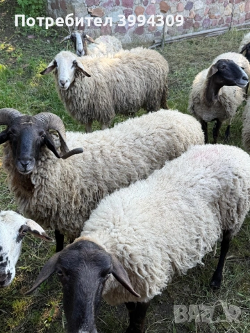 Продавам Овце и Овне, снимка 3 - Овце - 54824323