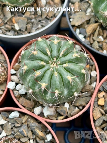 Кактус  Matucana Polzii, снимка 8 - Градински цветя и растения - 54593836