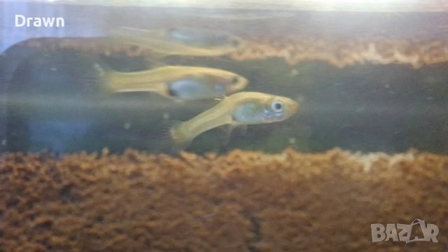 Скарида ред чери и гупи, снимка 2 - Рибки - 54316665