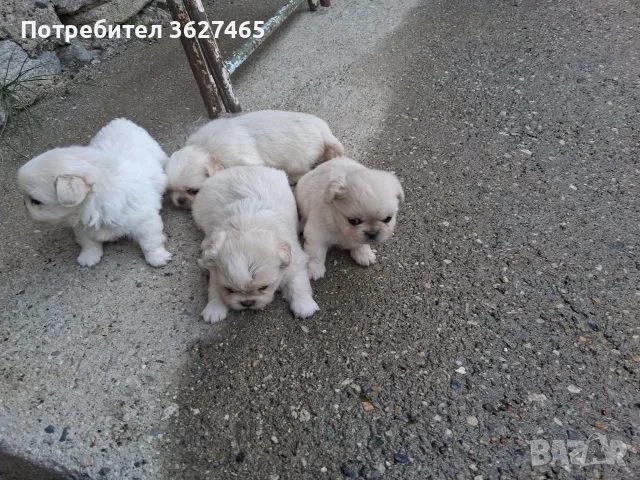 Продавам пекинези