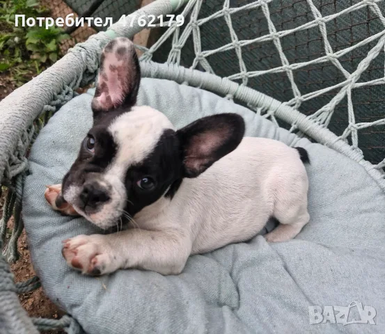 Френски   булдог , снимка 10 - Френски булдог - 54780852