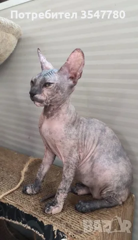 Котенца донски сфинкс, снимка 4 - Сфинксове - 55686352