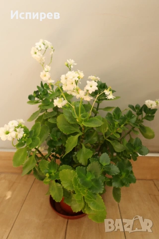 Каланхое, Kalanchoe sp., форма с бели цветове