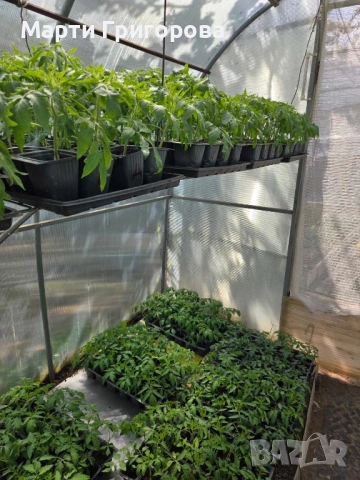 Разсад домати Нови Искър, снимка 2 - Разсади - 54310634