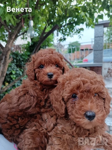 Pudel toy/Пудел той