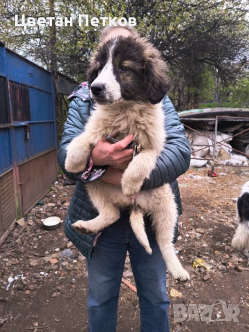 Каракачанки , снимка 6 - Каракачанска овчарка - 53824782