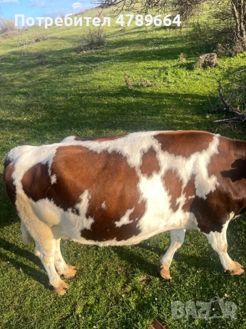 Крава за курбан на третото теле, снимка 2 - Крави - 54115118