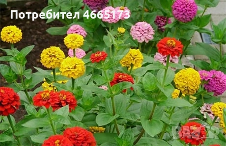 Градинска Циния, снимка 2 - Градински цветя и растения - 54724450