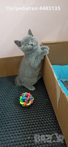 Котенца