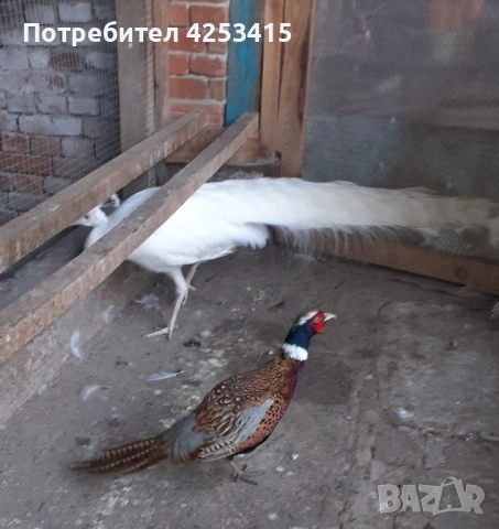 Монголски фазан мъжки , снимка 3 - други­ - 54842707