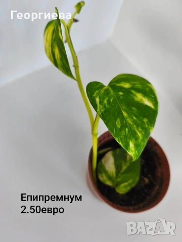 сциндапсус, епипремнум, снимка 3 - Стайни растения - 54716778
