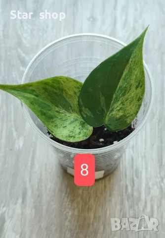 Филодендрон- Philodendron Hederaceum Variegata, снимка 8 - Стайни растения - 55295623