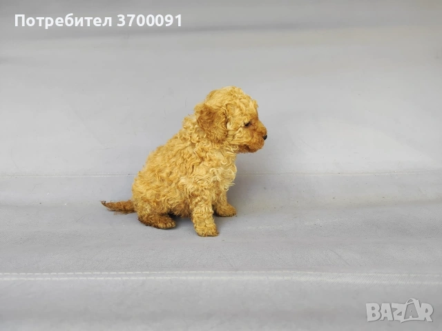 пудел / мини пуделче , снимка 4 - Пудели - 54671996