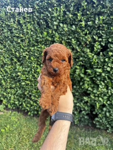 Мини пудели / Mini Poodles, снимка 5 - Пудели - 55286833