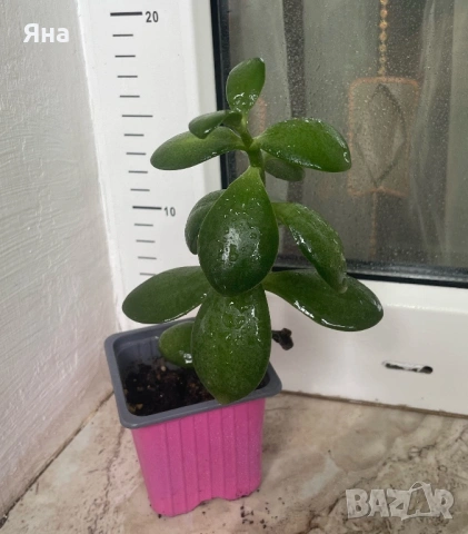 Красула- Дърво на живота, снимка 2 - Стайни растения - 54283321