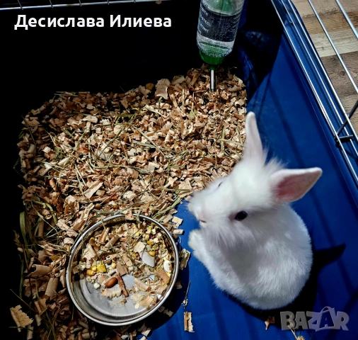 Подарявам декоративно зайче
