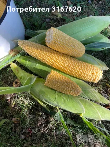 Сладка царевица, снимка 3 - Домашни продукти - 55630276