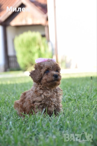 Той пудел Toy poodle, снимка 11 - Пудели - 55006000