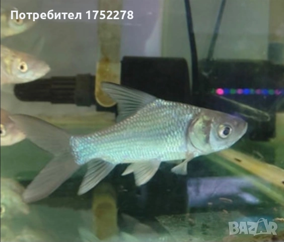 Риби сиамски шарани( Catlocarpio siamensis)