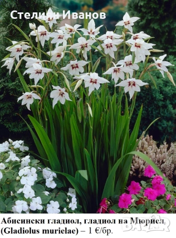 Абисински гладиол, гладиол на Мюриел (Gladiolus murielae) - грудки, снимка 2 - Сортови семена и луковици - 53659121