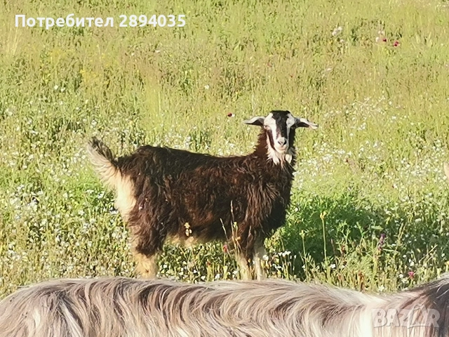коза с яре , снимка 3 - Кози - 54977030
