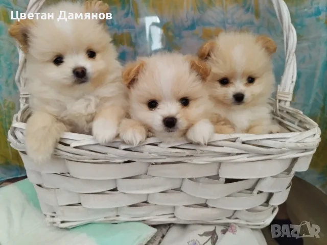 Малки Померани търсят свойте нови домове