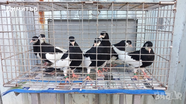 Продавам гълъби Ямболски Акмани , снимка 2 - Гълъби - 55005278