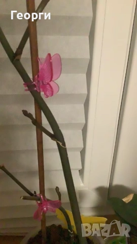 Клипс "пеперуди" за орхидеи, високрастящи или увивни растения., снимка 9 - Стайни растения - 54045504