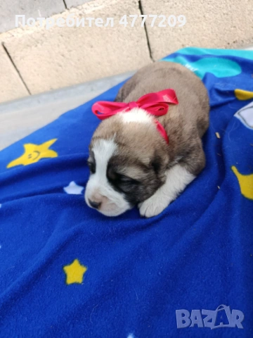 САО-АЛАБАЙ , снимка 4 - Други - 53970670