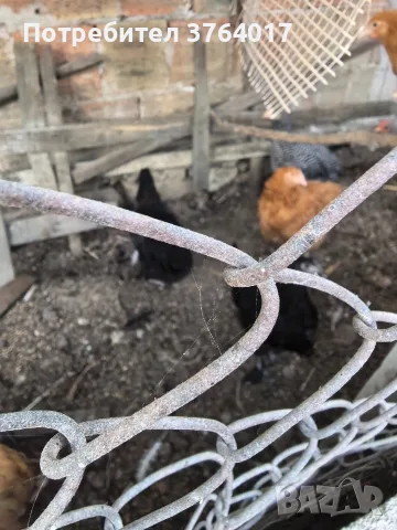 петли от породите Амрок, Съсекс, Черен Мед Маран Катунски сьомгови Орпингтон Зибрайт и още други, снимка 3 - други­ - 55677976