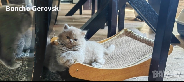 Британско лилаво коте