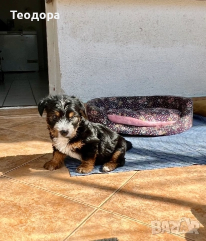 Йорки Ръсел, снимка 7 - Йоркширски териер - 54221299