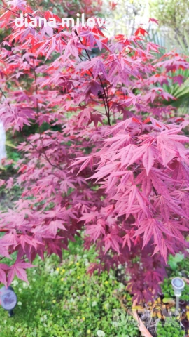 Японски Клен, Аcer palmatum Аtropurpureum, снимка 4 - Градински цветя и растения - 54946448