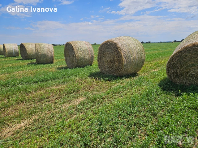Продавам  рулонни бали люцерна от 1-ви откос. ✔ Размер на балата: 175 см ✔ Цена: 90 евро/брой За пов, снимка 2 - За селскостопански - 55170126